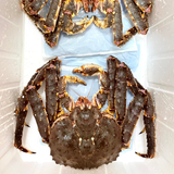 Cua-king-crab-cai