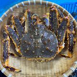 Cua King Crab Xanh