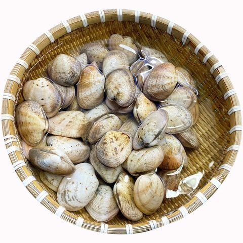 ngaohaicoisongnhatrang