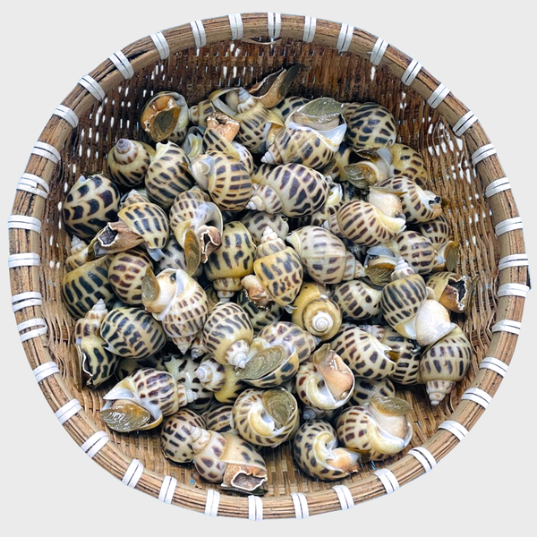 oc huong song size 60 70 con