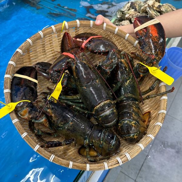 Tôm Hùm Alaska Nhỏ - 570,000đ