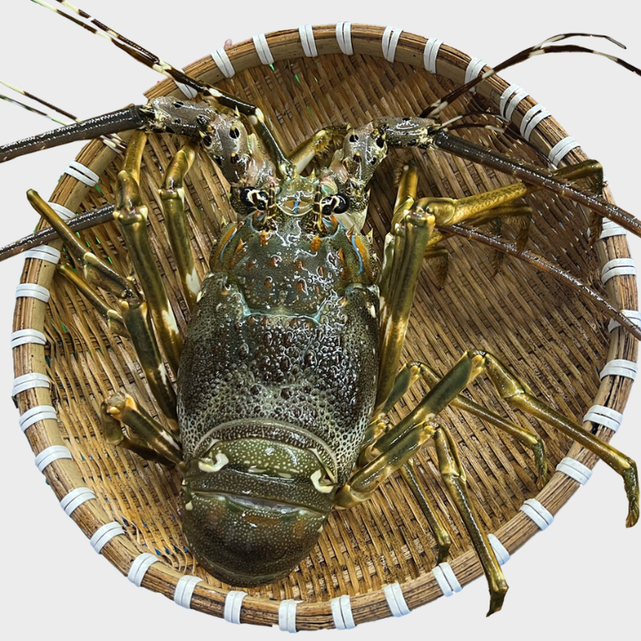 Tôm Hùm Baby Tươi - Chắc Thịt, Tươi Ngon - Giao Nhanh Trong 2H – DAOHAISAN