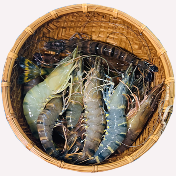 Tôm sú biển