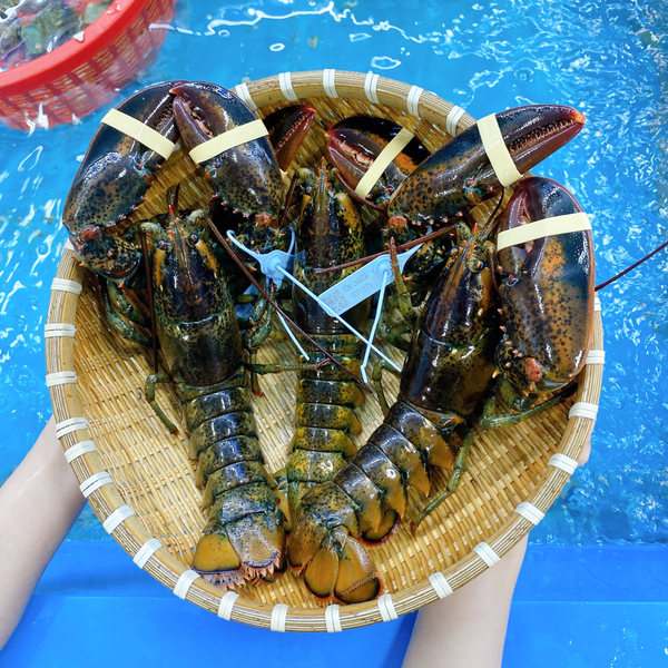 Tôm Hùm Alaska Nhỏ - 570,000đ