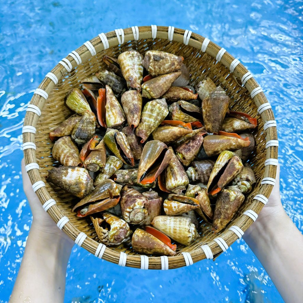 Ốc Nhảy Đỏ 30-40