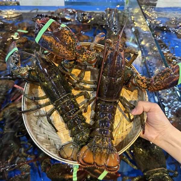 Tôm Hùm Alaska Nhỏ - 570,000đ