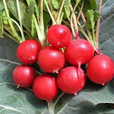 Mua hạt giống củ cải đỏ cherry ở đâu? Hat-giong-cu-cai-hong-baby-rs-01_grande