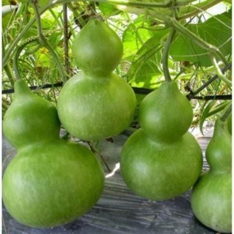 Hạt giống Bầu hồ lô Tiểu Long 257 1g - Green Field Seeds