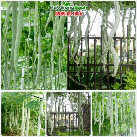 Hạt Giống Mướp Nhật quà dài (Mướp rắn)