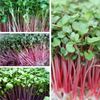  Hạt giống rau mầm củ cải trắng/ đỏ 