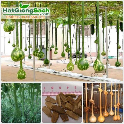 Hạt Giống Bầu Cổ Dài 2m Mỹ (3 hạt)