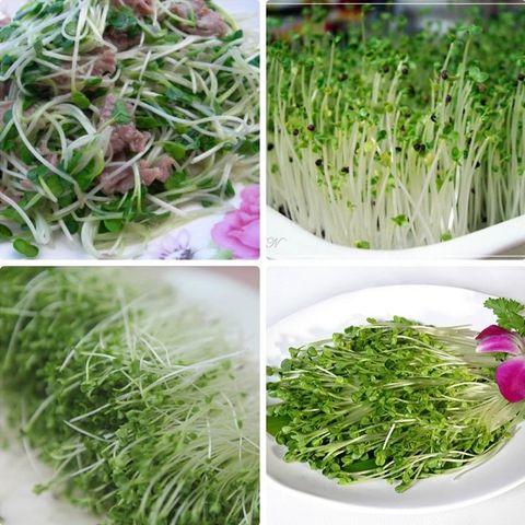 Hạt giống rau mầm củ cải trắng/ đỏ