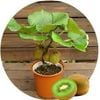  Hạt giống Kiwi 30 hạt 