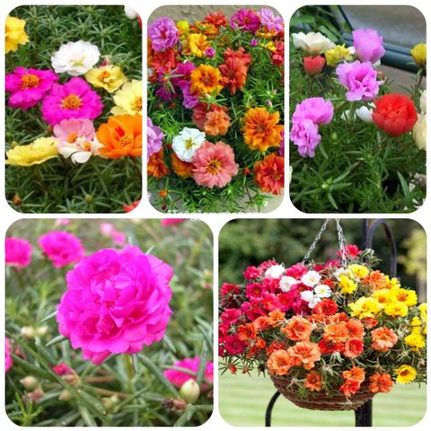 Hạt giống hoa mười giờ mỹ kép mix màu - 200 hạt