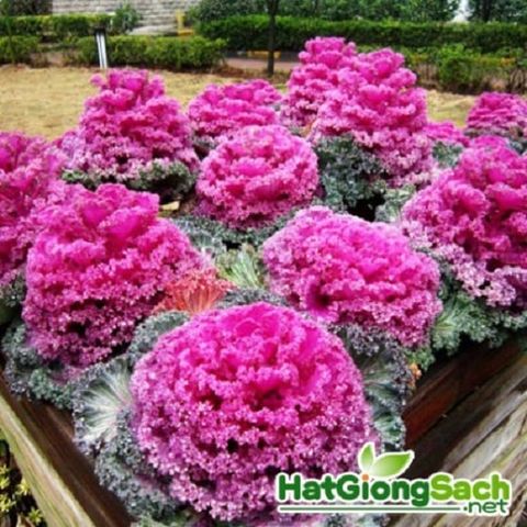 Hạt giống Bắp cải hoa hồng- 20 hạt