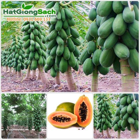 Hạt giống Đu Đủ lùn siêu trái - 3 hạt