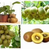  Hạt giống Kiwi 30 hạt 