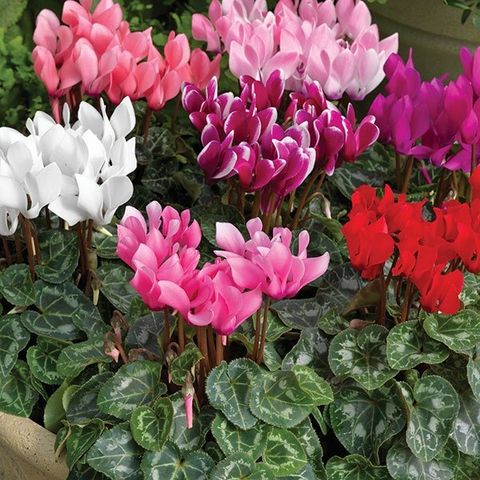 Hạt Giống Hoa Anh Thảo Mix F1