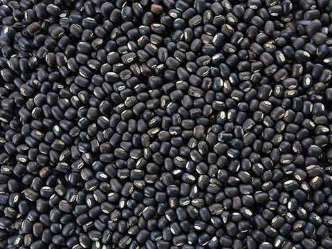  Đậu đen làm giá đỗ 