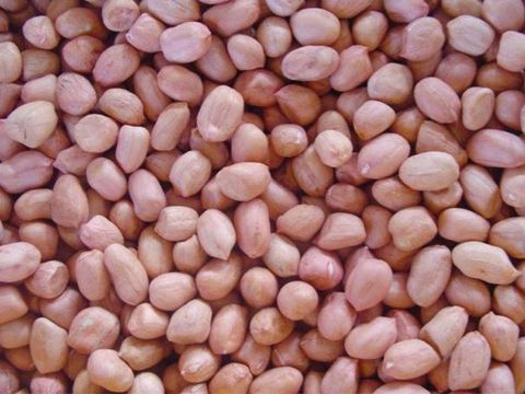  Đậu phộng ( Lạc nhân ) 