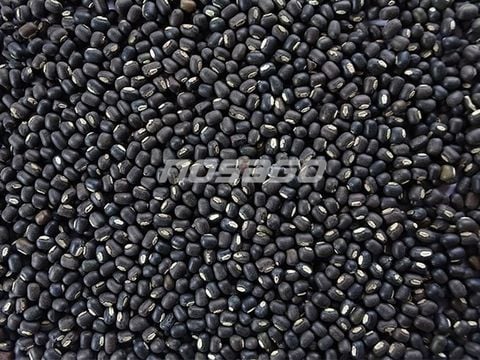  Đậu đen làm giá đỗ 