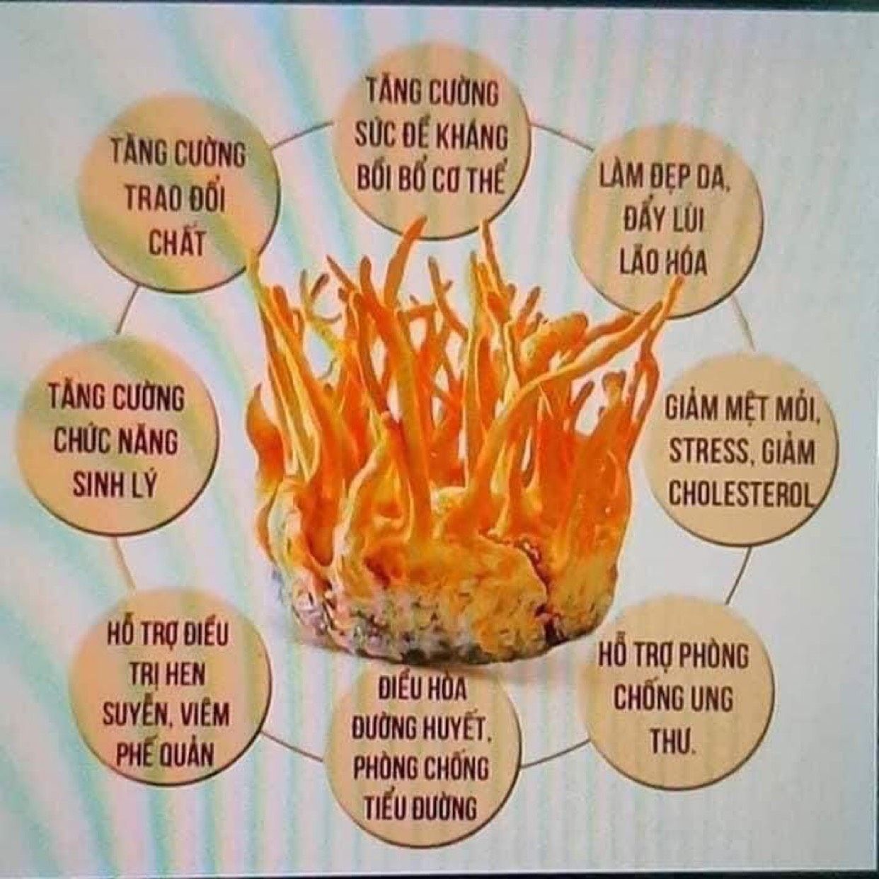 Đông trùng hạ thảo Now Cordyceps – 90 viên