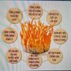 Đông trùng hạ thảo Now Cordyceps – 90 viên