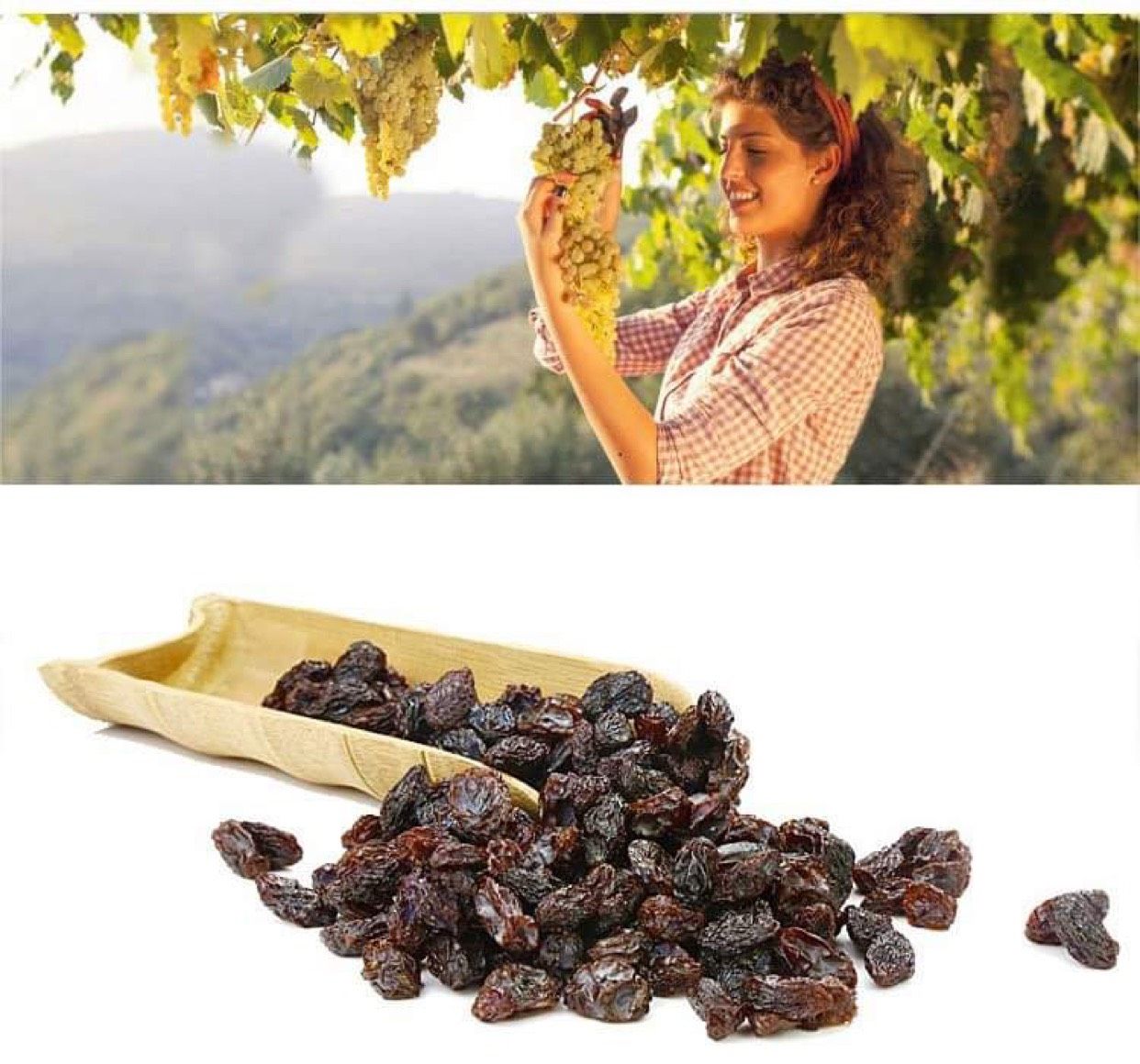 Nho khô Sunmaid Organic Raisins