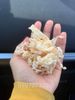 Khô mực tẩm xé sợi Shredded Squid