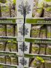 Hạt dẻ cười rang muối Pistachios Kirkland