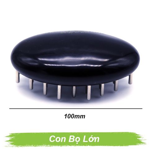 Lược con bọ lớn