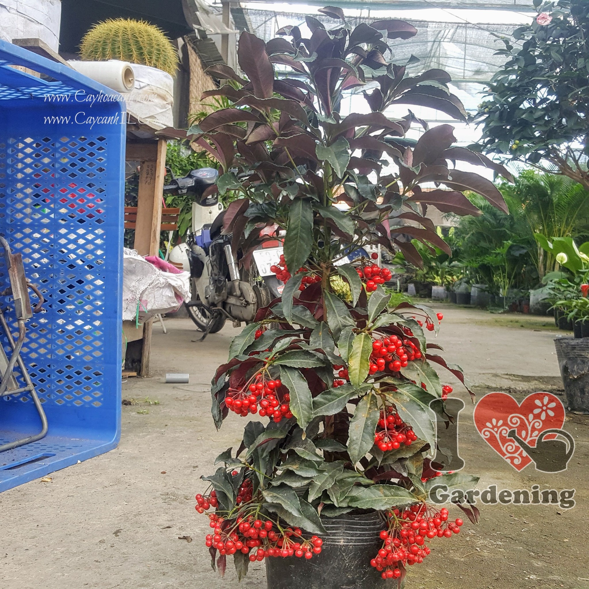 Chi tiết lá đỏ và chùm quả cây kim ngân lượng lá đỏ