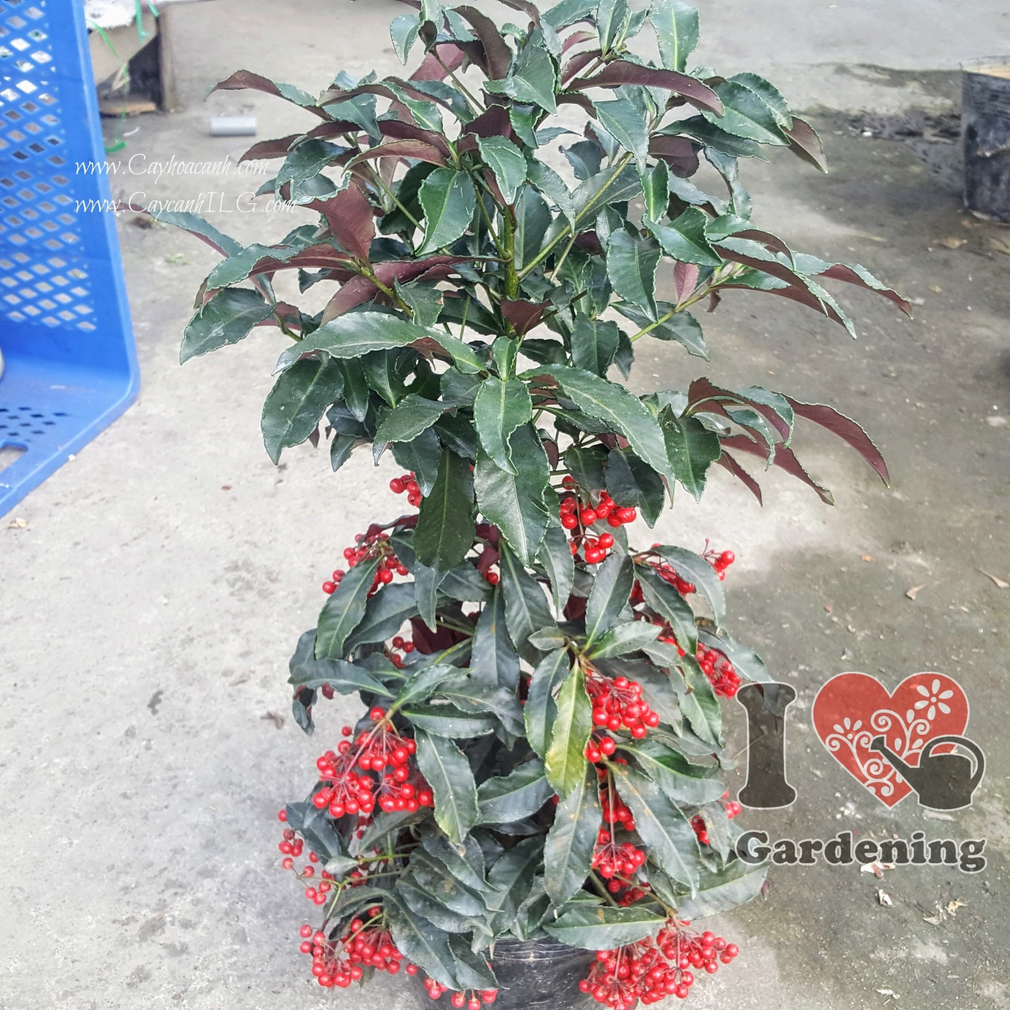 Cây kim ngân lượng lá đỏ Ms 25533 - vườn ILG