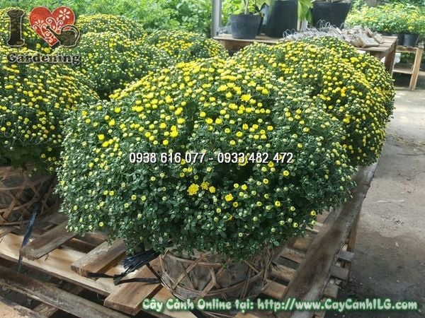 Cây Hoa Cúc Mâm Xôi (Cao: 35cm – Ms: 05188)