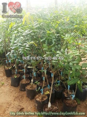 Cây Nhãn Xuồng Giống Tốt Cao 60 cm