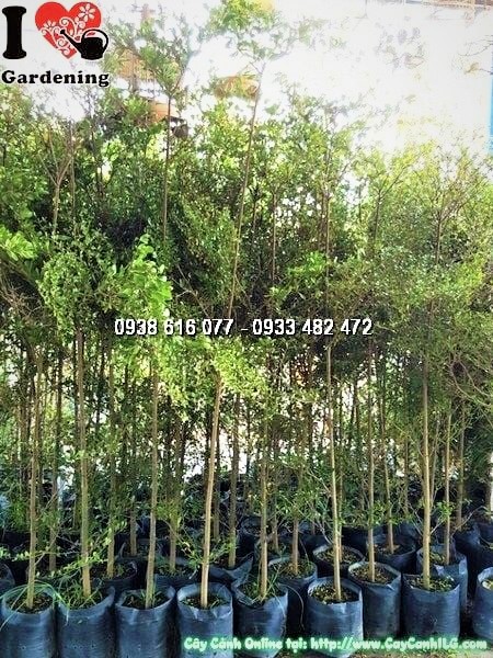 cây bàng đài loan cao 2m trồng sân vườn quán cafe