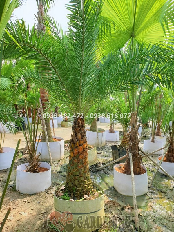 Cây chà là lóng dài 1m cao 2m8 – thân cột đẹp, tán xanh tươi tốt