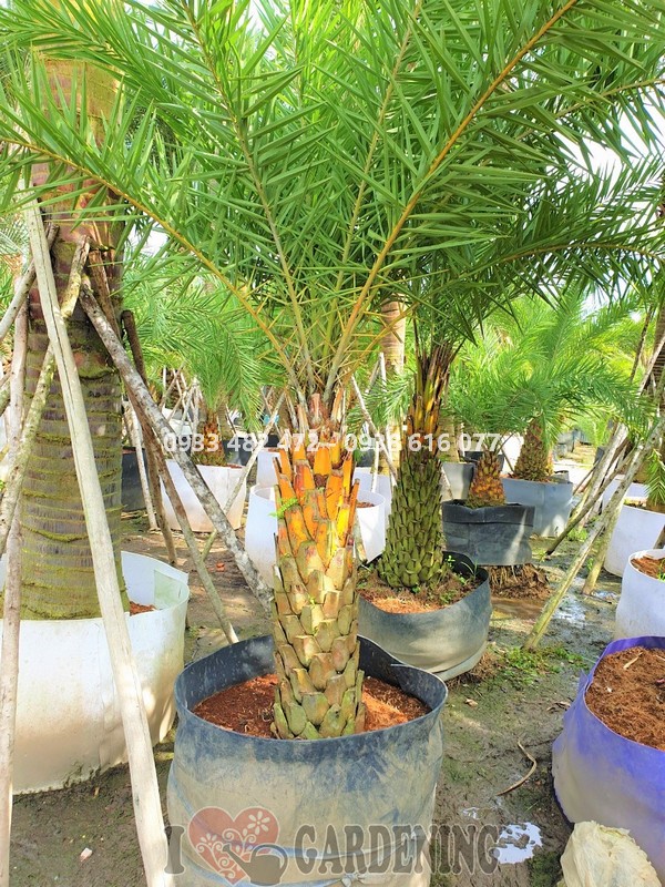 Cây chà là lóng 1m cao 2m8 – dáng thân cột thẳng đứng, tán lá xanh mướt