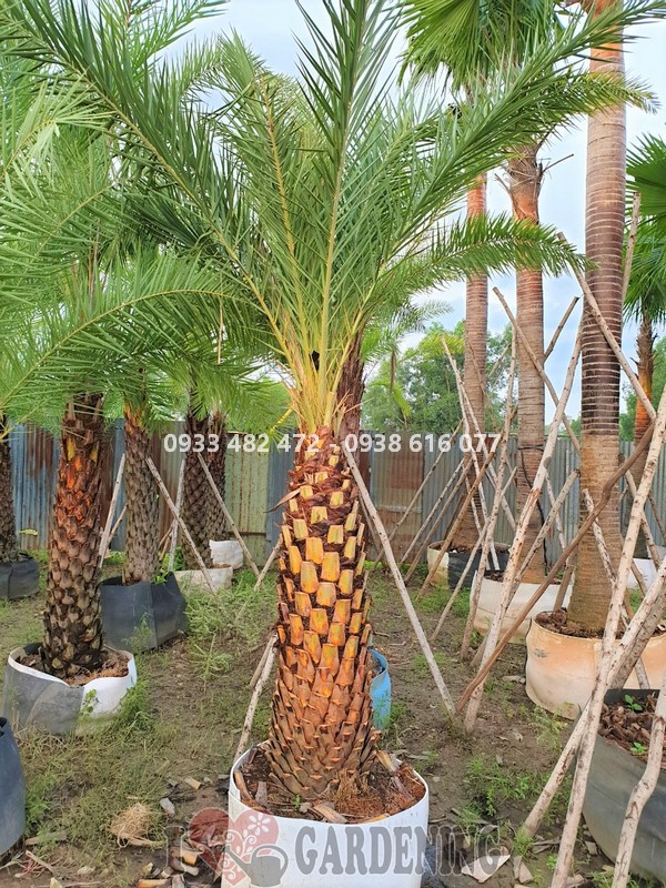 Cây chà là cao 2m8 trồng lối đi và hàng rào biệt thự