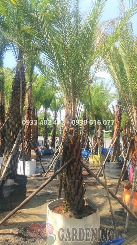 Chi tiết thân và lá cây chà là lóng 1m cao 2m8