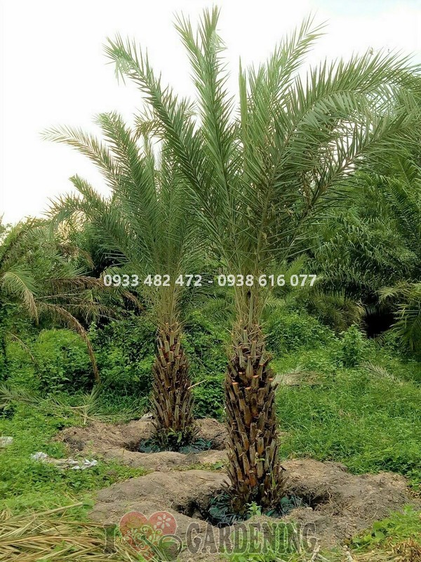 Cây chà là lóng 1m trồng hàng rào và lối đi khuôn viên biệt thự
