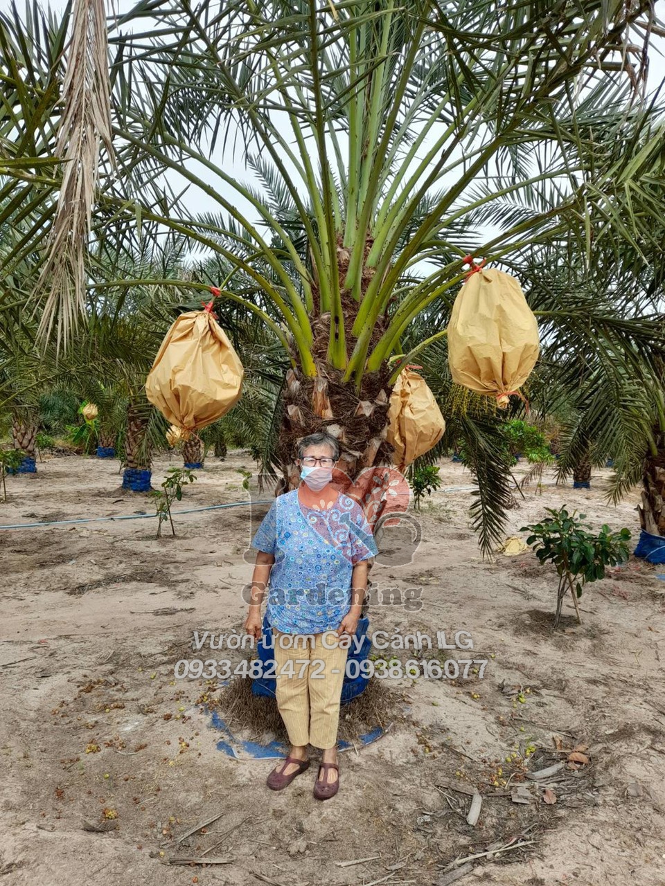Thân lóng cây chà là Barhee cao 5m đường kính trên 50cm