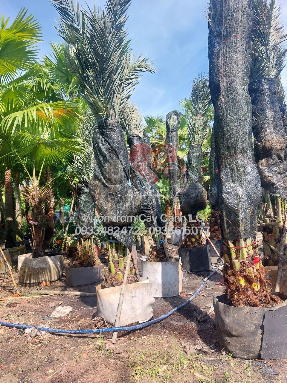 Cây Chà Là Barhee Cao 3m thân lóng 0.5m-1m - ILG Việt Nam