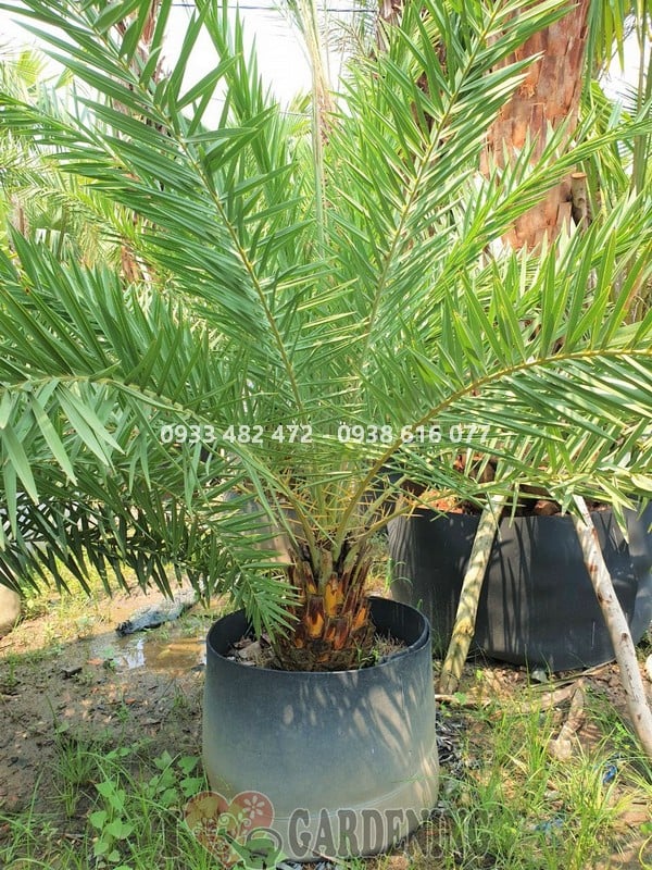 Hình ảnh cây chà là cao 1,5m – thông tin Ms 03912