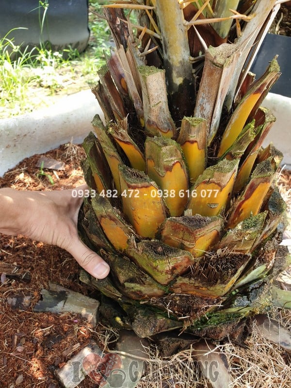 Tán lá cây chà là Ms 03912 xanh đậm, dáng đẹp