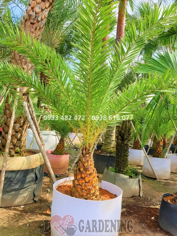 Cây chà là cao 1,5m tại vườn ILG – Ms 03912