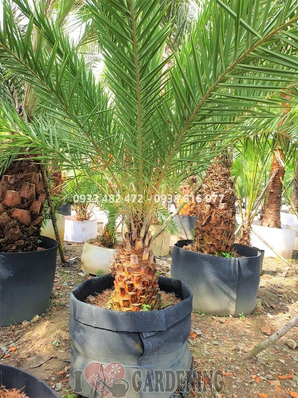 Cây chà là cao 1,5m trồng sân vườn – cảnh quan đẹp