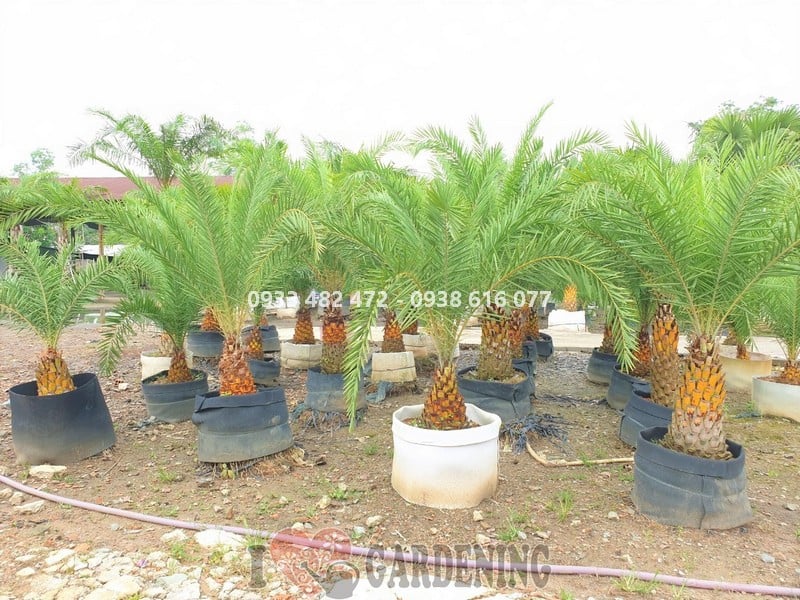 Cây chà là Ms 03912 thân cột thẳng, tán lá xanh