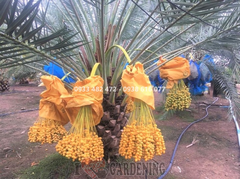 Cây chà là giống ăn quả Ms 24419 - ILG