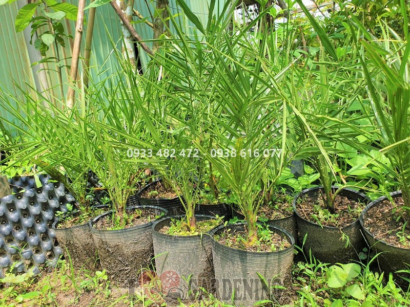 Cây chà là giống ăn quả trái to - Ms 24419 - ILG